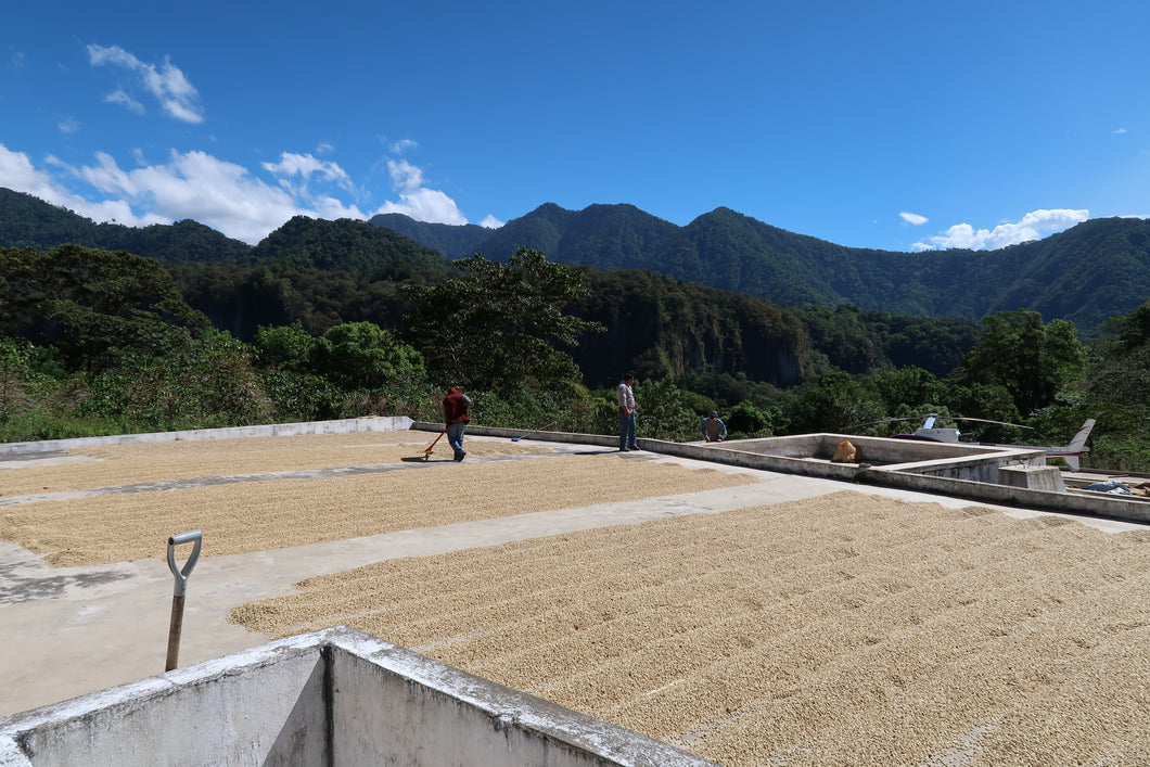 Guatemala El Morito Estate