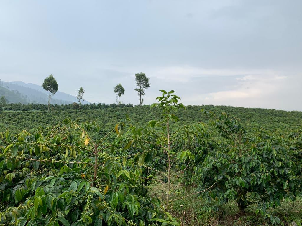 Ethiopian Yirgacheffe